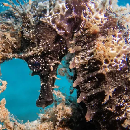 Portal 17 Tort Pensjonat Tossa de Mar