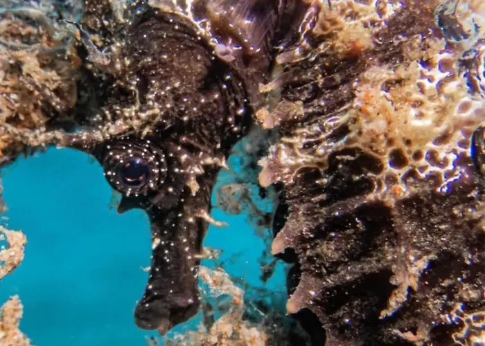 Portal 17 Tort Gasthuis Tossa de Mar